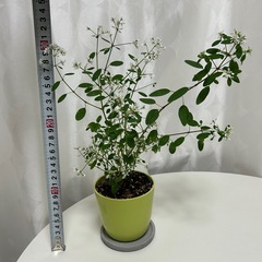 花苗 ユーフォルビア ダイヤモンドスター の画像