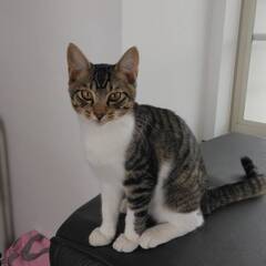 生後5か月の子猫の里親さんを募集します