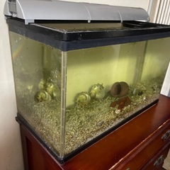 60㎝水槽+その他の画像