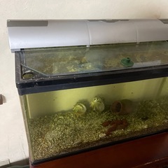 60㎝水槽+その他の画像
