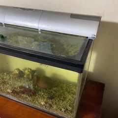 60㎝水槽+その他の画像