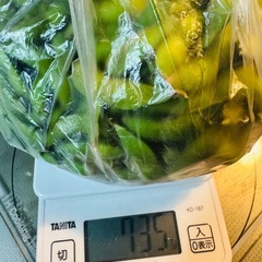 野菜　枝豆　1袋700g以上　10/15収穫　限定2袋のみ　の画像
