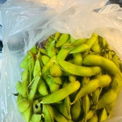 野菜　枝豆　1袋700g以上　10/15収穫　限定2袋のみ　