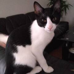 生後5か月の子猫の里親さんを募集します。