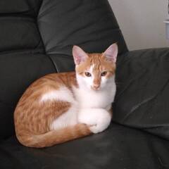 生後5か月の子猫の里親さんを募集します