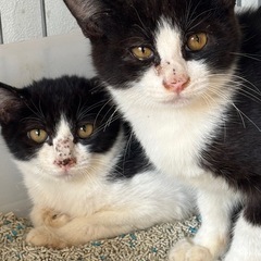 ハチワレ兄弟 子猫 3ヶ月 オレオとリッツ
