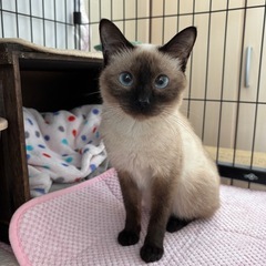 正式譲渡決定　ゴロスリ甘えたな百花ちゃん