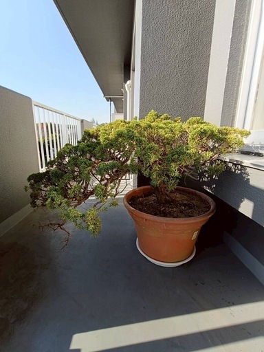 値下げしました！☆真柏 盆栽素材