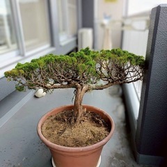 ☆真柏 盆栽素材 の画像