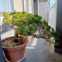 ☆真柏 盆栽素材 の画像