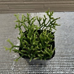リプサリス　ケレウスクラ　観葉植物の画像