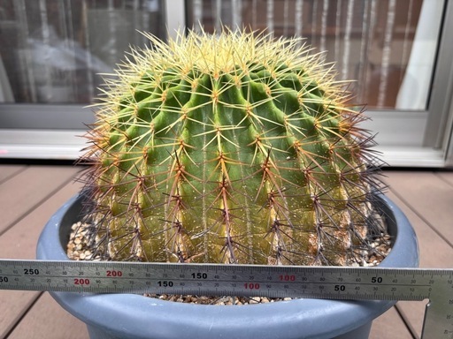 金鯱