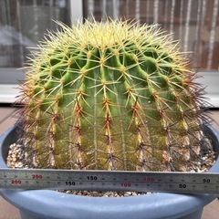 金鯱の画像