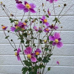 シュウメイギク(秋明菊)の画像