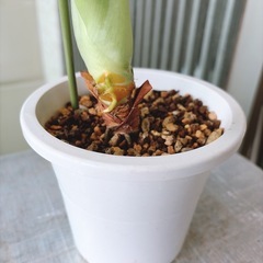 観葉植物 アロカシア クワズイモの画像