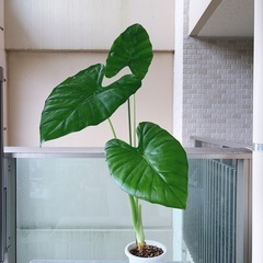 観葉植物 アロカシア クワズイモの画像