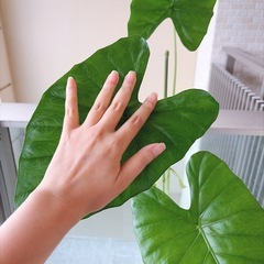 観葉植物 アロカシア クワズイモの画像
