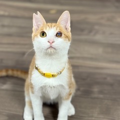 運命を変えたく保護しました。３兄弟！