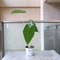 観葉植物 アロカシア クワズイモ
の画像