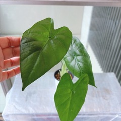 観葉植物 アロカシア クワズイモ
の画像