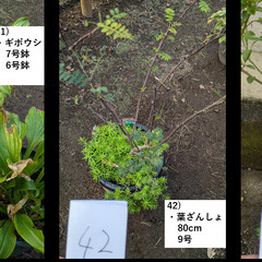 お庭の整理。第5弾。の画像