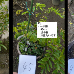 お庭の整理。第5弾。の画像
