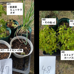 お庭の整理。第5弾。の画像