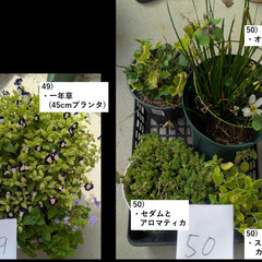 お庭の整理。第5弾。の画像
