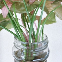 観葉植物 ポトス ネオンの画像