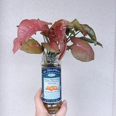 観葉植物 ポトス ネオンの画像
