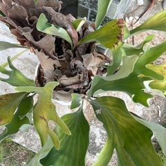 観葉植物　ビカクシダ　コウモリランの画像