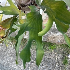 観葉植物　ビカクシダ　コウモリランの画像