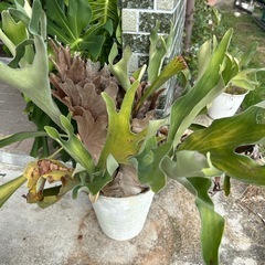 観葉植物　ビカクシダ　コウモリランの画像