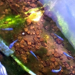 🟦極限サファイア成魚メダカ＊計⒎匹＊泳ぐ宝石カラー🔹サファイア🔹の画像