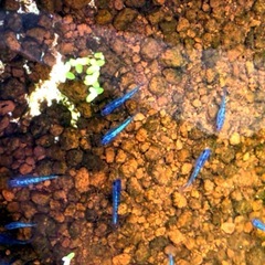 🟦極限サファイア成魚メダカ＊計⒎匹＊泳ぐ宝石カラー🔹サファイア🔹の画像