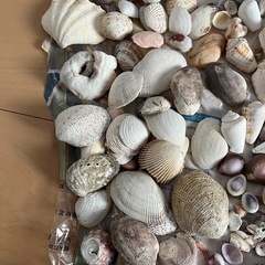 貝殻色々の画像