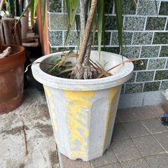 観葉植物の画像