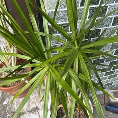 観葉植物の画像