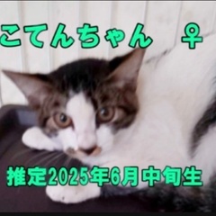 🎃ハロウィン子猫祭り‼️２日間連続開催‼️第１回👻１０月１８日(...