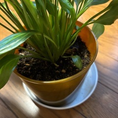 スパティフィラム　鉢植えの画像