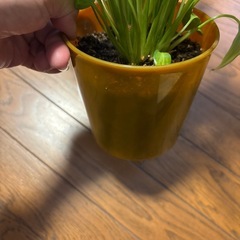スパティフィラム　鉢植えの画像