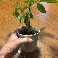 パキラ　鉢植えの画像