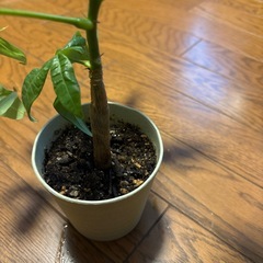 パキラ　鉢植えの画像