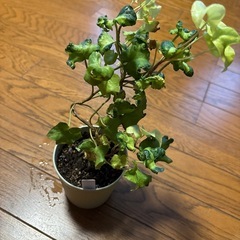 へデラ　ムーンライト　鉢植えの画像