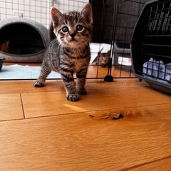 かわいいキジトラ姉妹　