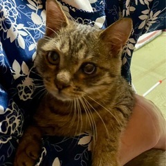 ①キジトラ　男の子