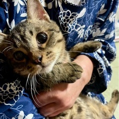 ②キジトラ　男の子