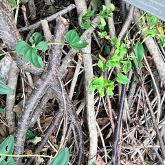 樹木を伐採したものの画像