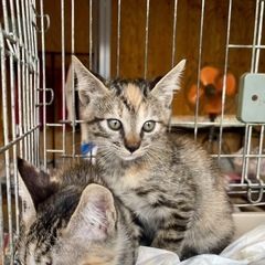 ①三毛猫　2ヶ月