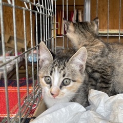 ②三毛猫　2ヶ月